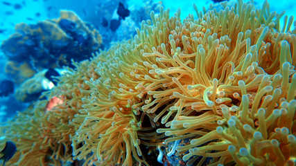 anemone underwater, coral reef close up, scuba diving