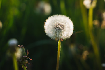 dandelion on green background