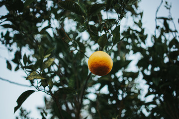 Naranja en arbol