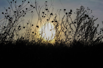 Obraz premium Dark silhouettes of tall grass and wild flowers in the sun