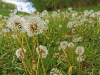 Natur; Landschaft; Blumen; Bäume; See; Weiher; Himmel; 