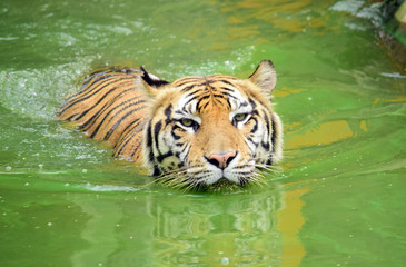 Fototapeta na wymiar Tiger - Close up details of the tiger in the zoo, Swimming tiger