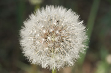 dandelion on green background