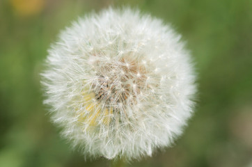 dandelion on green background