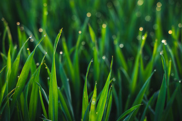 Fototapeta na wymiar Morning dew drops in the grass