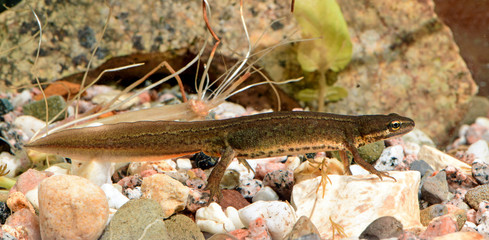Smooth newt - female / Teichmolch - Weibchen  (Lissotriton vulgaris)