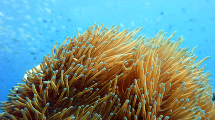 Fototapeta na wymiar anemone underwater, scuba diving