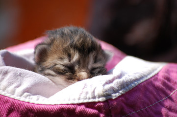 little beautiful kitten sits in a plaid in the warmth