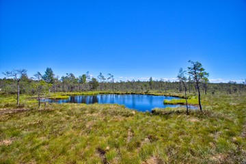 Small lake surrounded by grassland and forest in Sweden