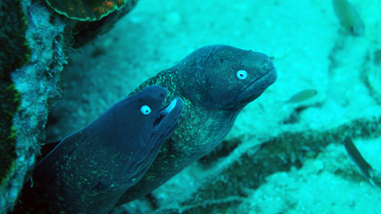 Fototapeta premium moray underwater, coral reef, scuba diving