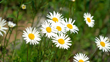 Obraz premium white marguerite blooming beautifully in the field