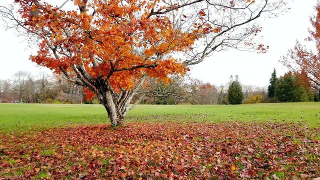 Colorful Tree n Autumn