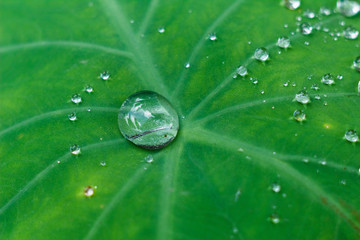 Rain drops on taro leaf. Monsoon background, copy space for custom text. 