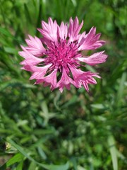 Obraz premium close up of pink flower cornflower