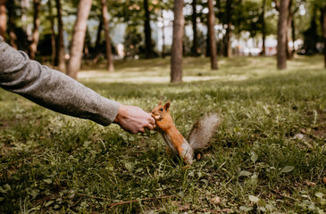 
hand feeds a squirrel with cookies