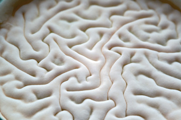 the texture of the brain is formed by mold
