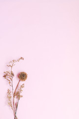 Composition of dried flowers on pink background. Copy space. top view. selective focus.