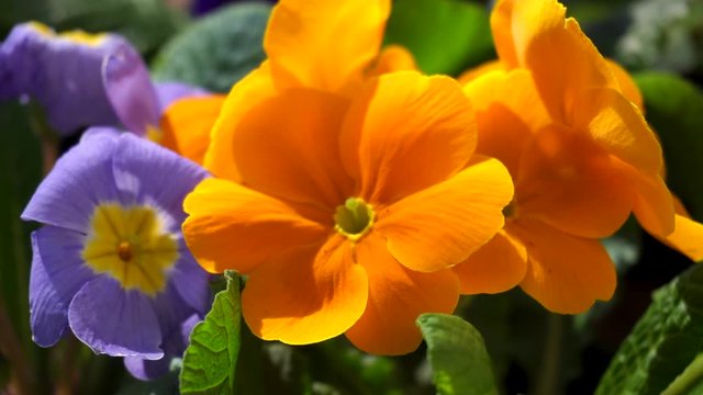 4K of beautiful orange pansy flower macro close up on a windy day. Garden pansies with intense colours