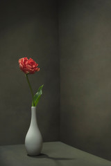 Red tulip in white vase in empty room.