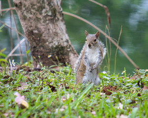 Squirrel standing looking at the camera