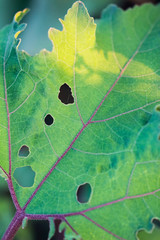 close up of green leaf