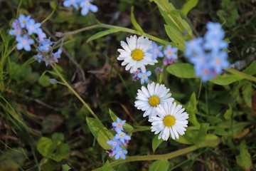flowers in the garden