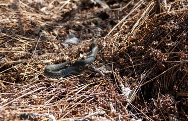Fototapeta Wąż  leżący w wyschniętej bagnistej trawie zjada swoją ofiarę. obraz