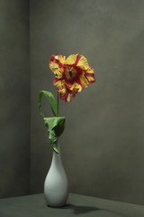 Naklejka premium Yellow red tulip in white vase in empty grey room.