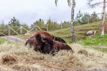 A hoard of European bison laying down on some hay