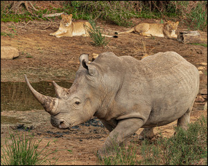 lionesses eyeing up white rhino