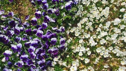 colorful pansy in the garden