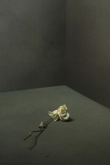 White dried rose fallen on floor in a grey empty room.