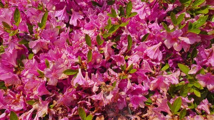 pink and green royal azalea