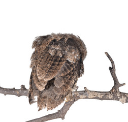 Owl hunt isolated on a white background