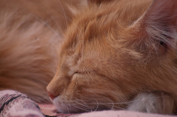 beautiful red fluffy cat sits on a bench