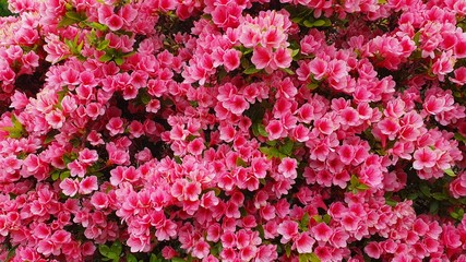 pink  azalea flowers