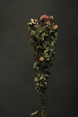 Bouquet of dried little pink roses in front of a grey wall.