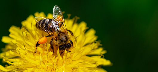 Bee pollinates a dandelion close-up. Bee on a yellow flower, selective focus, free space for text.