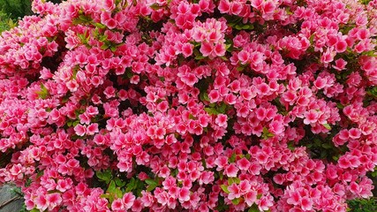 Obraz premium pink azalea flowers
