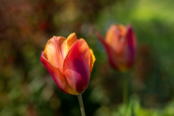 Naklejka premium zwei Tulpenblüten