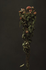 Bouquet of dried little pink roses in front of a grey wall.