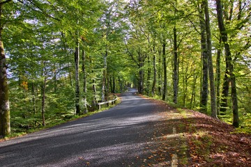 A panorama of a country road through forest landscape in Sweden