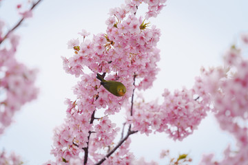 満開の桜とメジロ