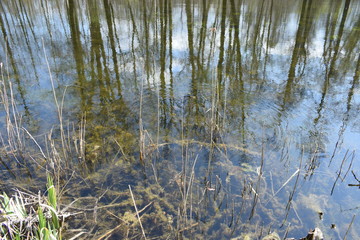 reeds in the water