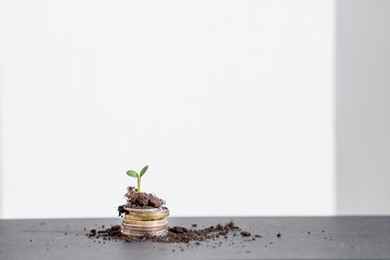 The seedlings are growing on coins that are stacked on fertile soil.Coin stack growing and find out...