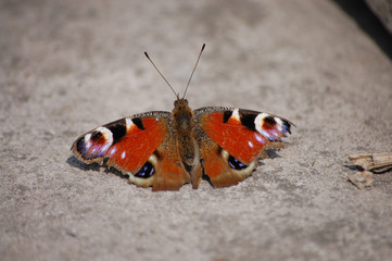 Fototapeta na wymiar big beautiful brown butterfly sits on the pavement