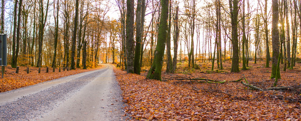 A road and fall colors at a Swedish woods in the autumn season, Gamla Åminne in Värnamo