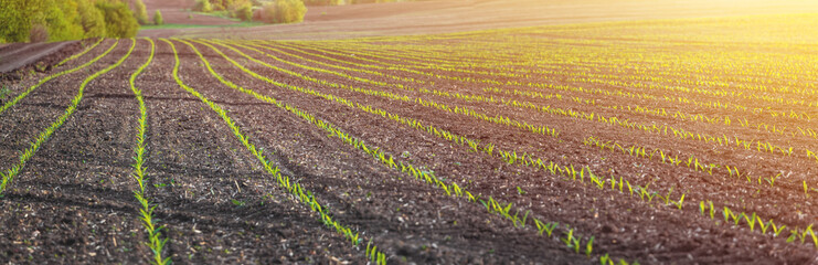 corn seedlings on a large, agricultural field