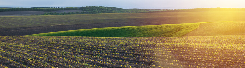 corn seedlings on a large, agricultural field - obrazy, fototapety, plakaty