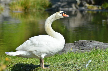 陸に上がった白鳥